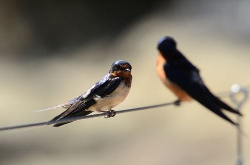 two small black and orange swallows on a wire with a blurry background