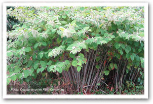 Image of green leaves